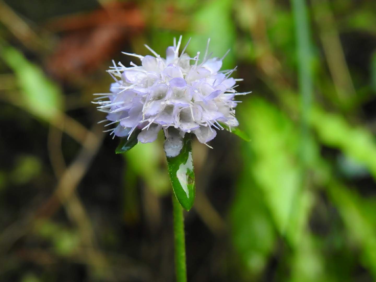 Succisa pratensis