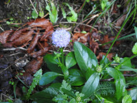 Succisa pratensis
