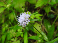 Succisa pratensis