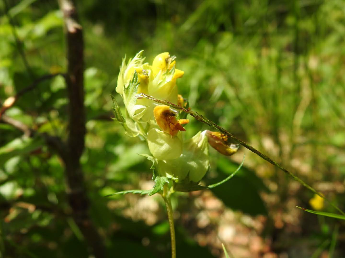 Rhinanthus minor