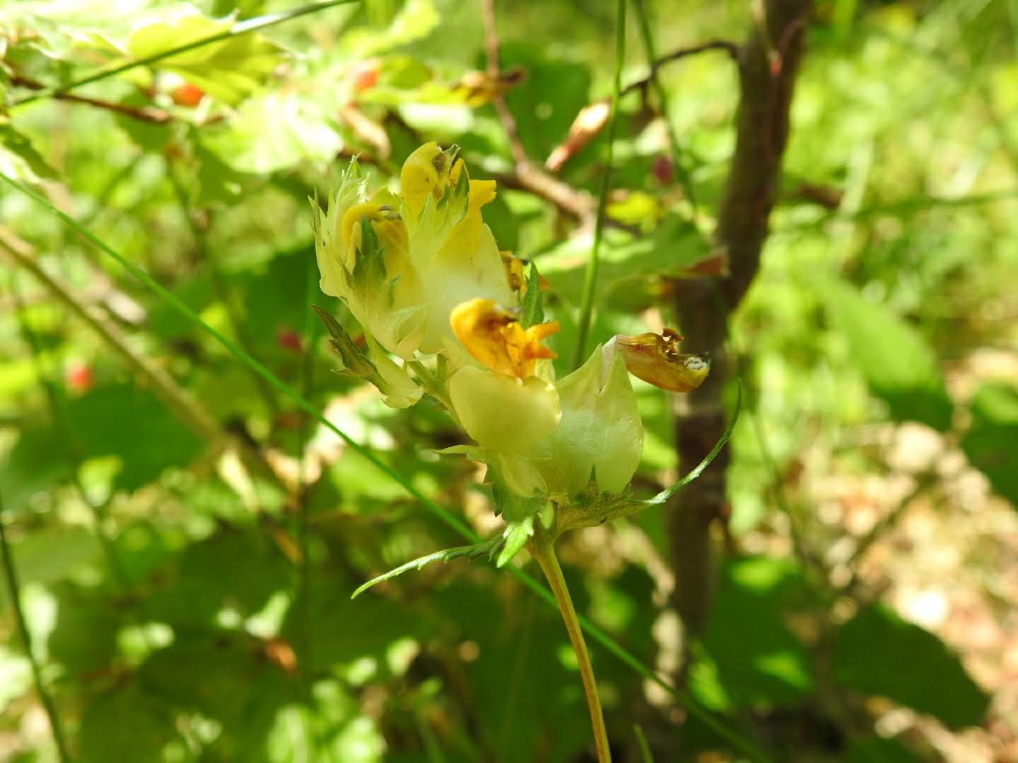 Rhinanthus minor