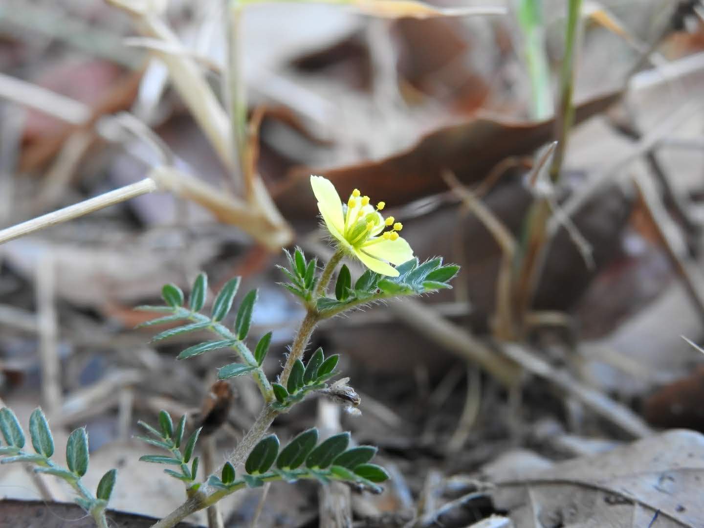 Tribulus terrestris