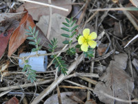 Tribulus terrestris