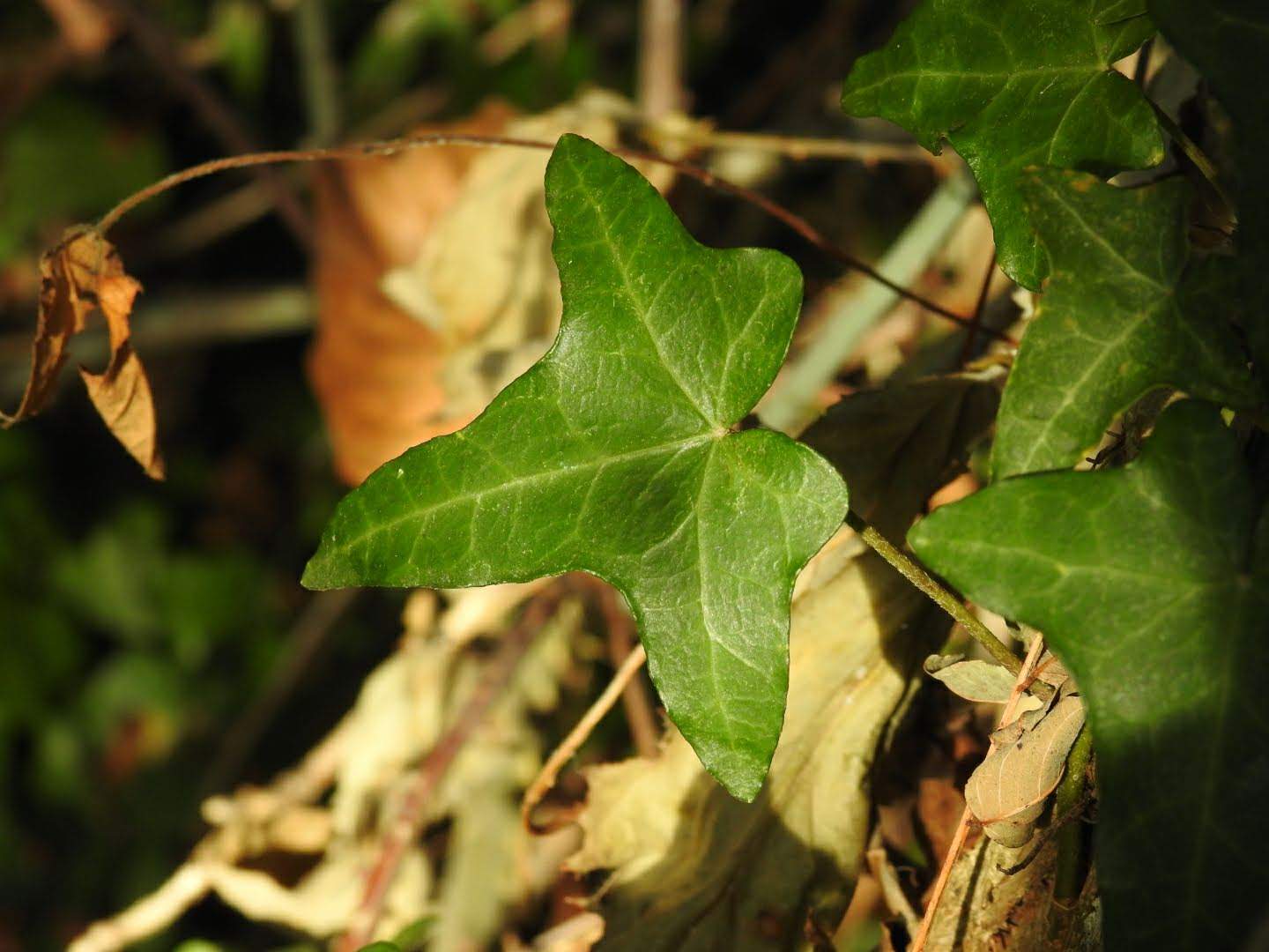 Hedera helix