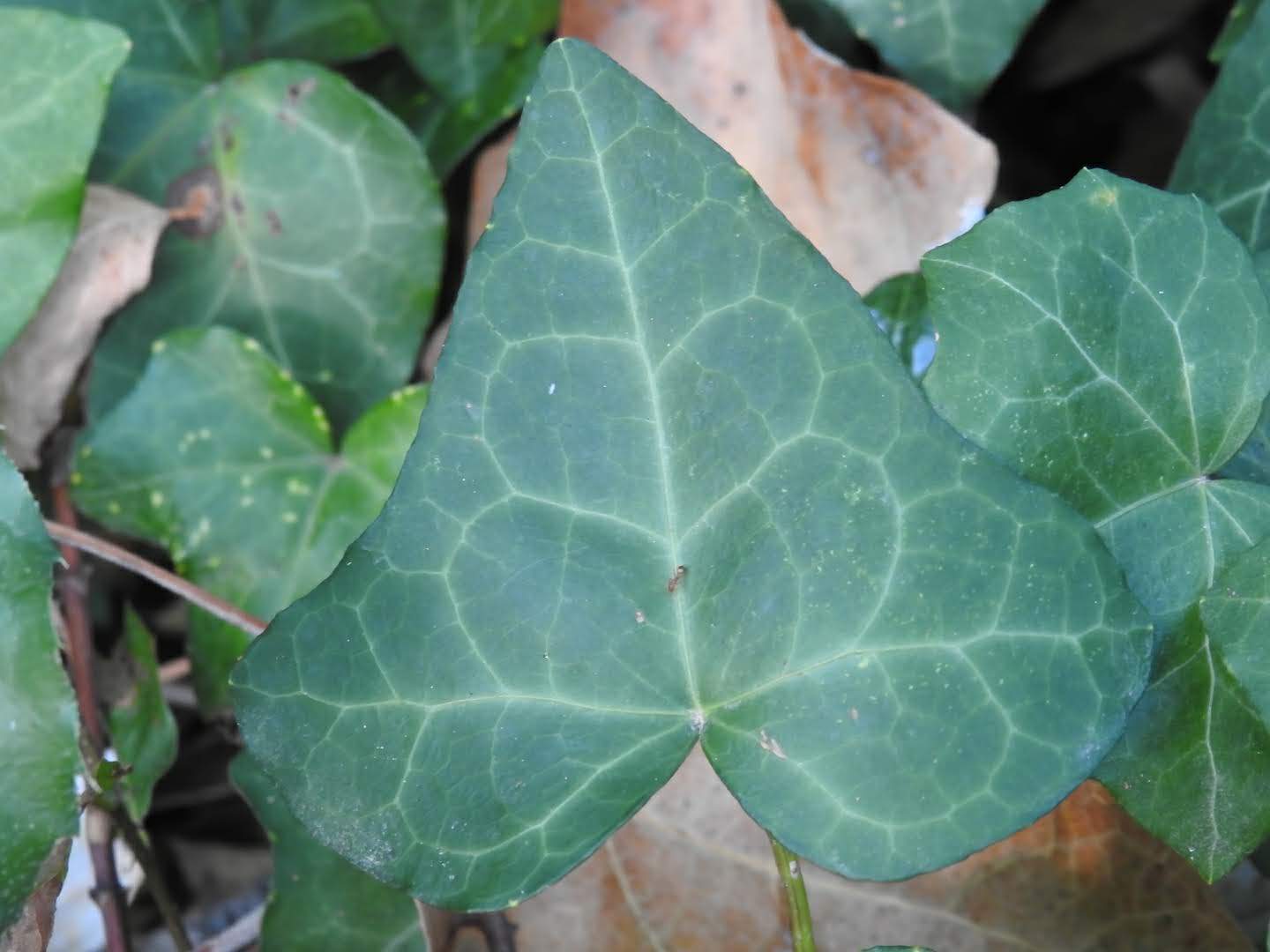 Hedera helix