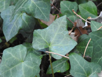 Hedera helix