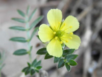 Tribulus terrestris