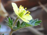 Tribulus terrestris