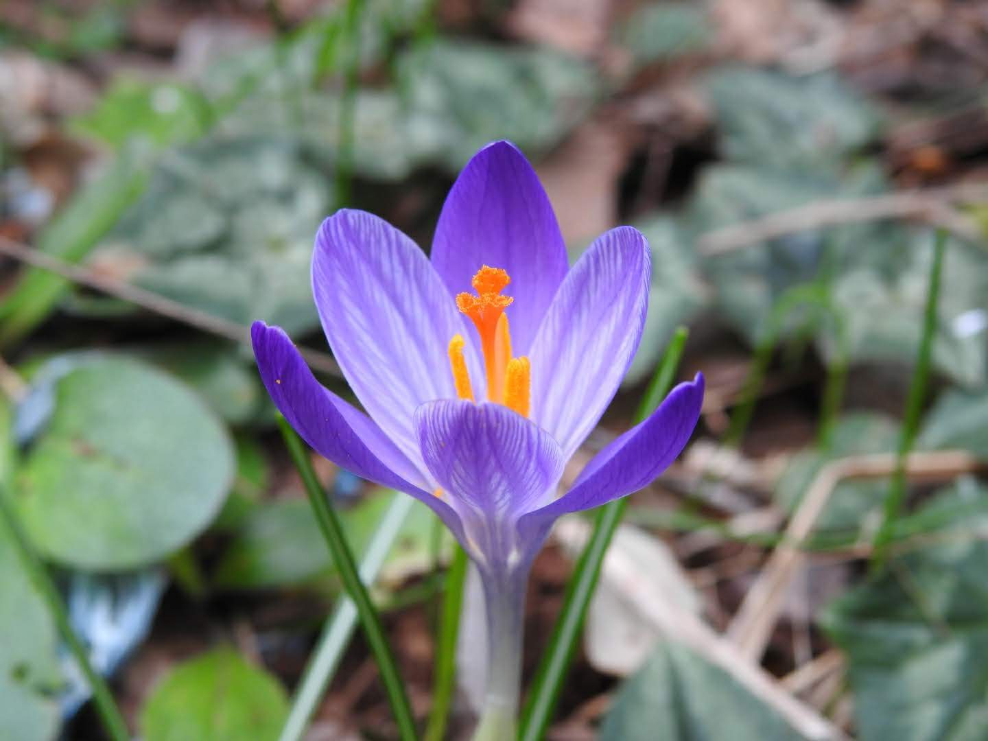 Crocus neglectus