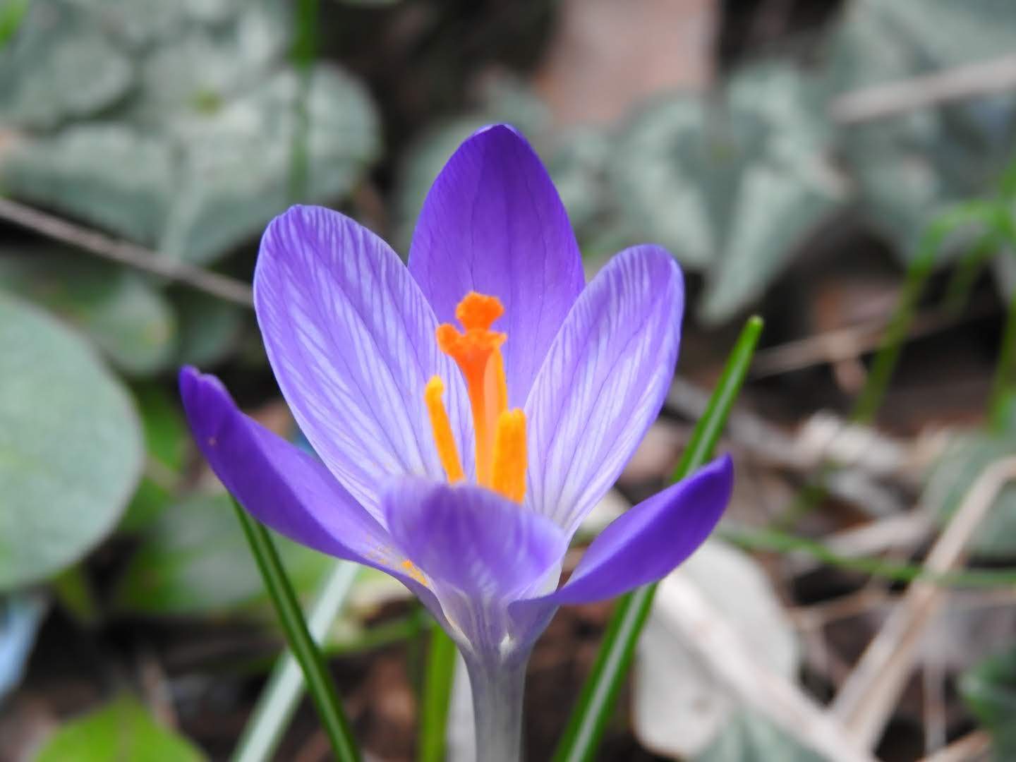 Crocus neglectus