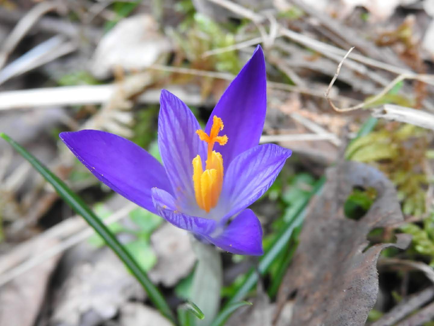 Crocus neglectus
