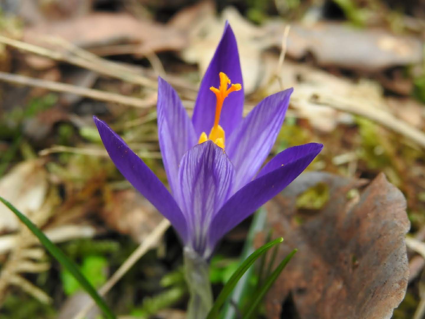 Crocus neglectus