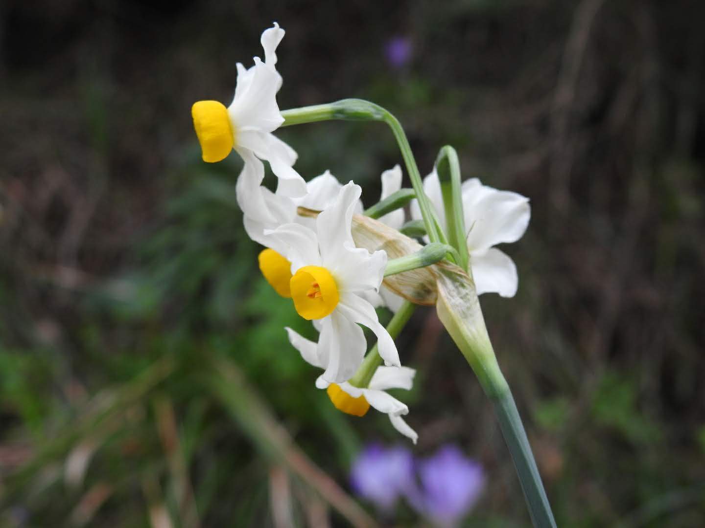 Narcissus tazetta