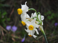 Narcissus tazetta