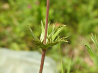 Anemone coronaria