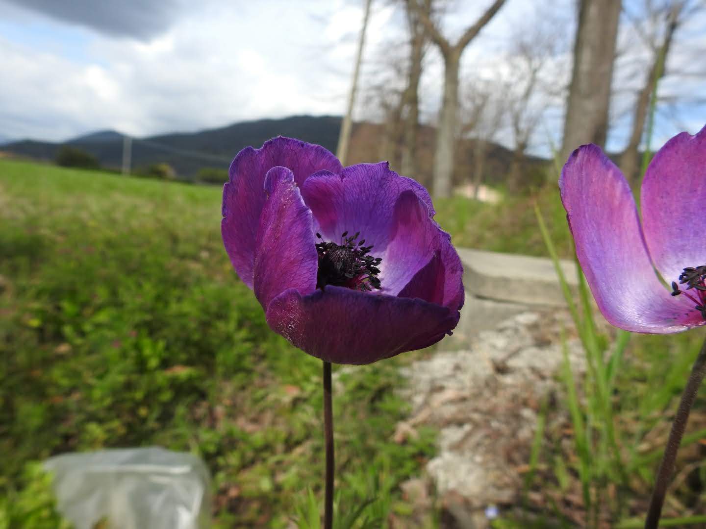 Anemone coronaria