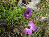 Anemone coronaria