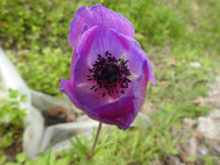 Anemone coronaria