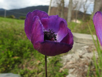 Anemone coronaria