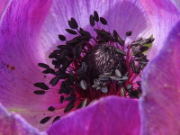 Anemone coronaria