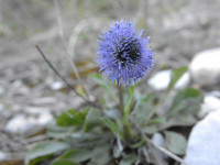 Globularia bisnagarica