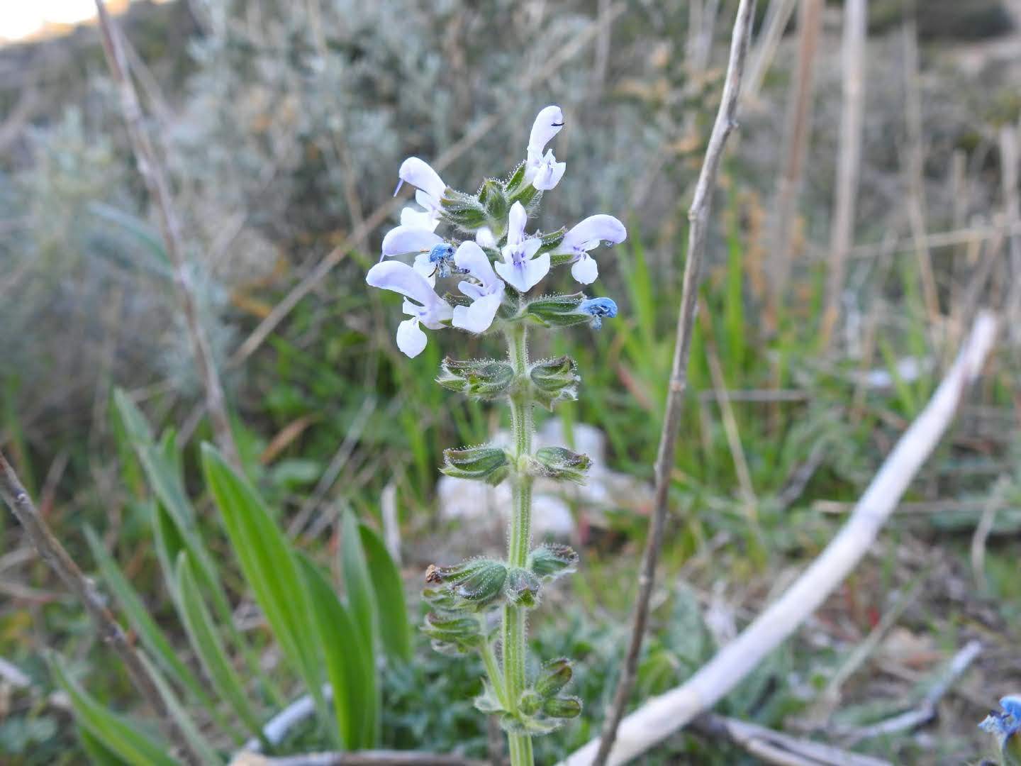 Salvia verbenaca