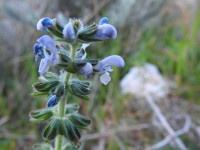 Salvia verbenaca