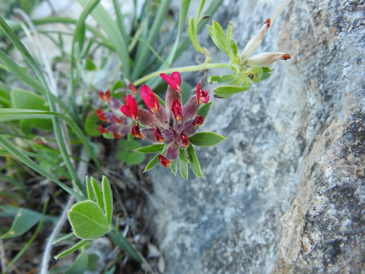Anthyllis vulneraria