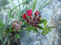 Anthyllis vulneraria