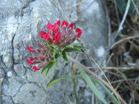 Anthyllis vulneraria