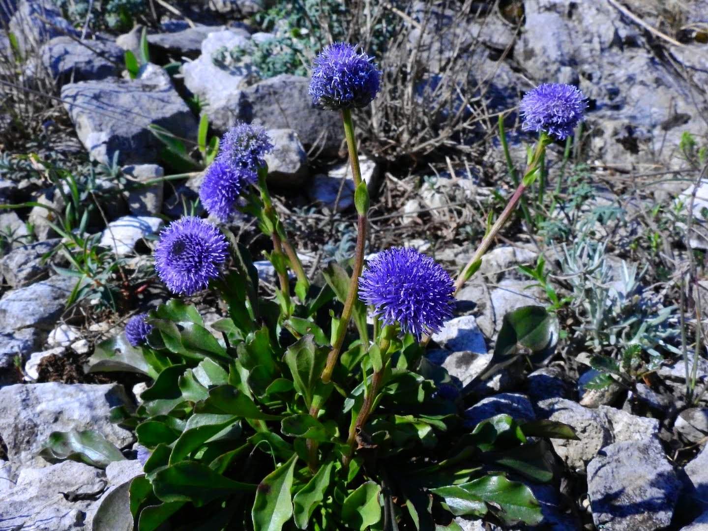 Globularia bisnagarica