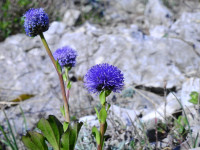 Globularia bisnagarica