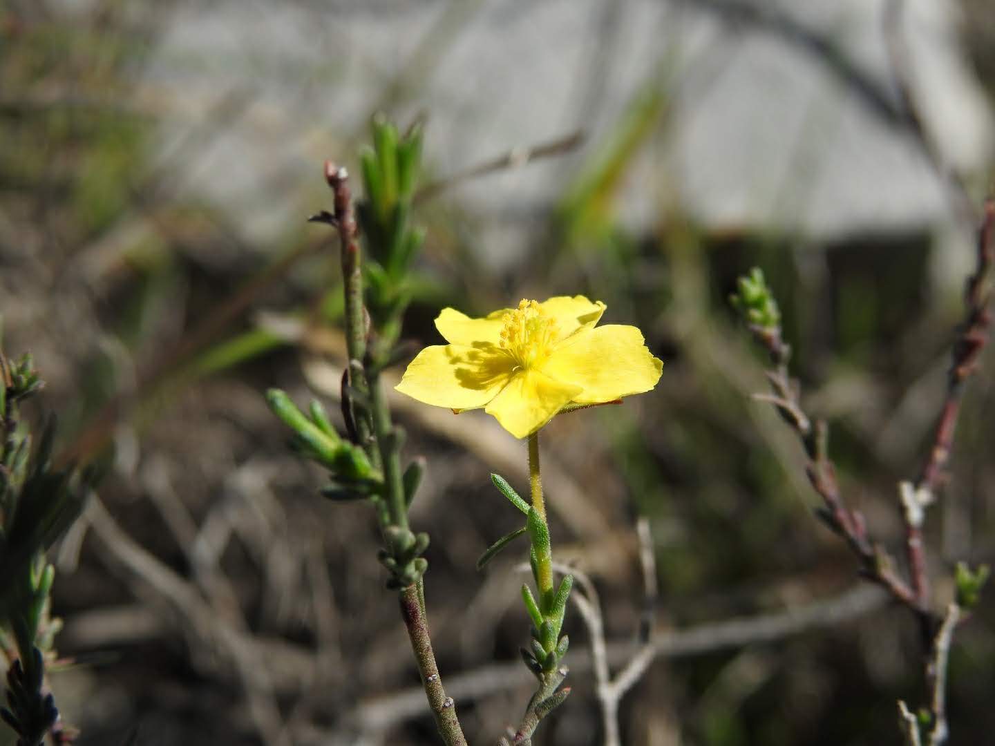 Fumana ericifolia