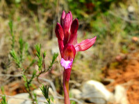 Anacamptis papilionacea