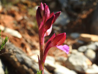 Anacamptis papilionacea