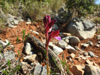Anacamptis papilionacea