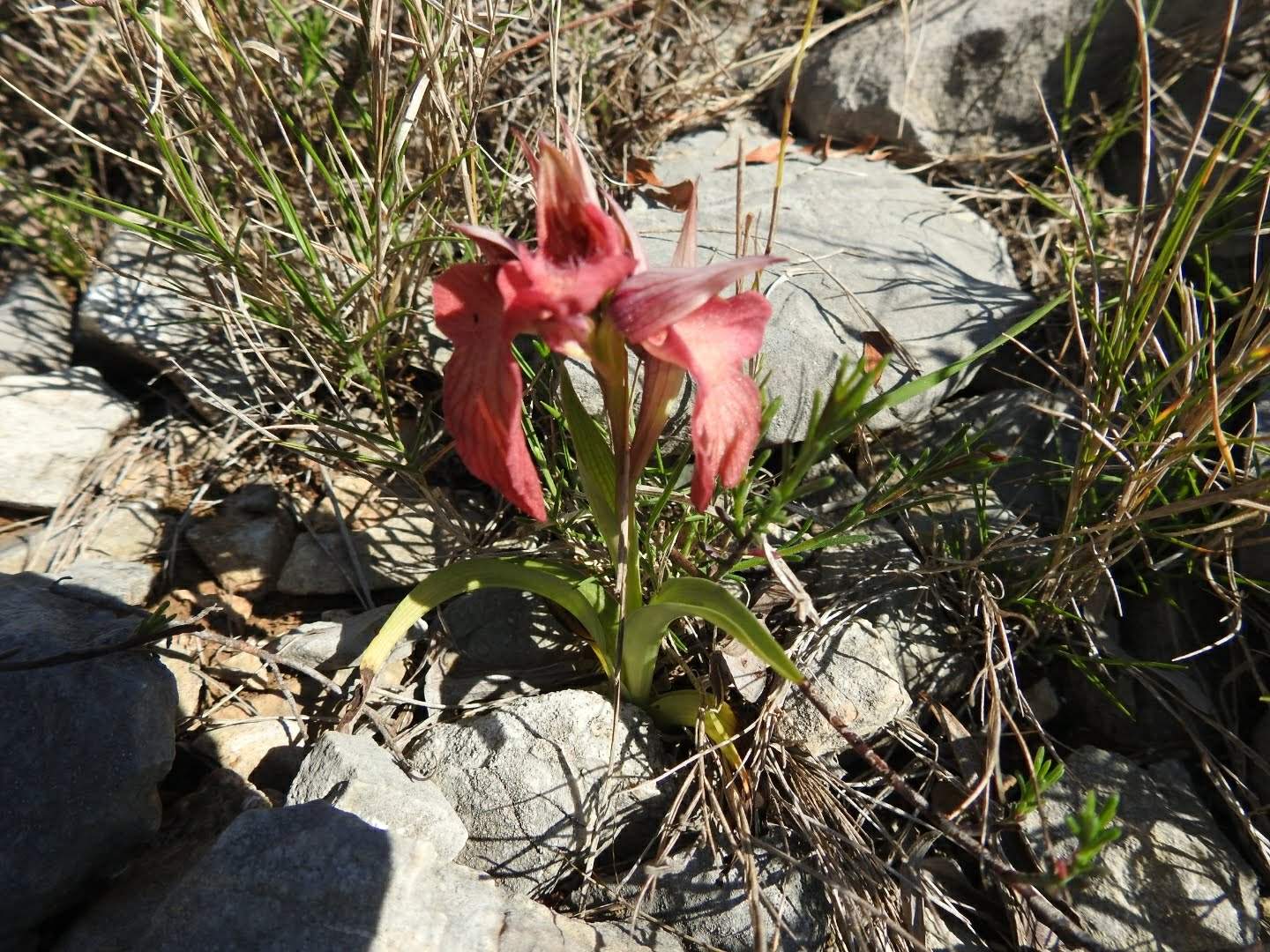 Serapias neglecta