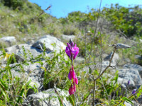 Polygala vulgaris