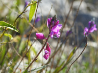 Polygala vulgaris