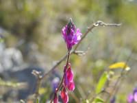 Polygala vulgaris