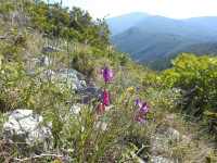 Polygala vulgaris