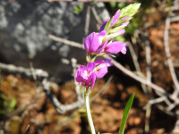 Polygala vulgaris