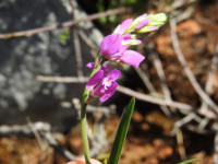 Polygala vulgaris