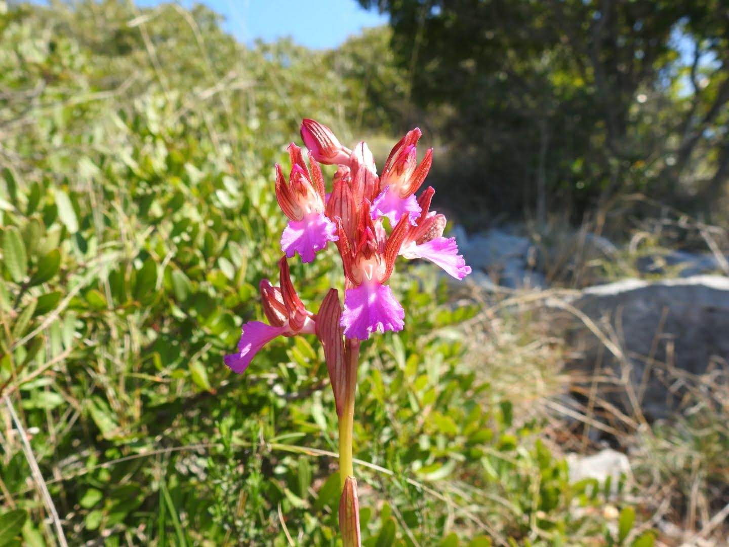 Anacamptis papilionacea