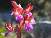 Anacamptis papilionacea