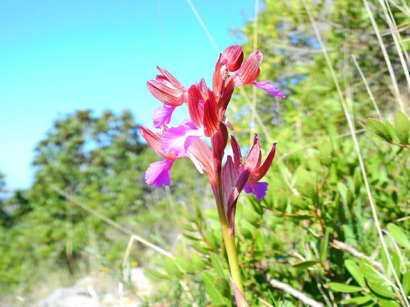 Anacamptis papilionacea