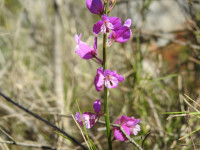 Polygala vulgaris