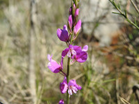 Polygala vulgaris