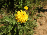 Hyoseris radiata