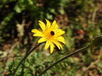 Hyoseris radiata